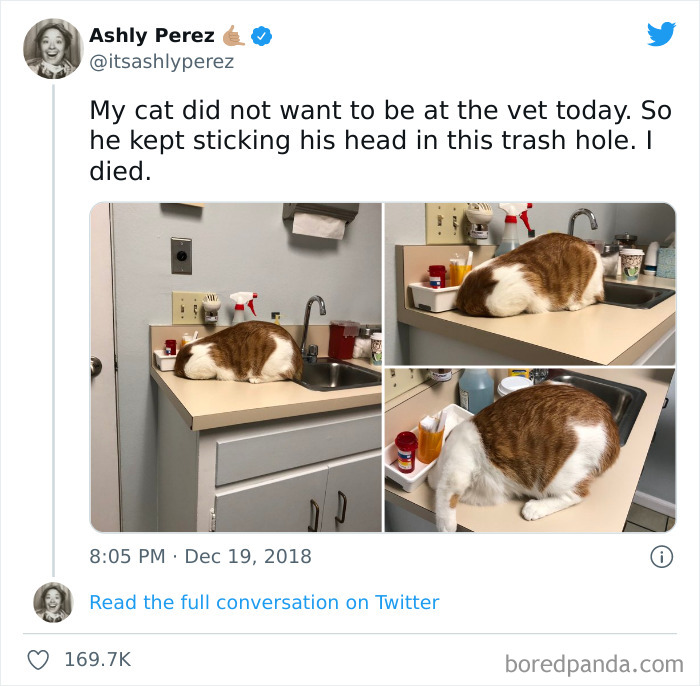 Funny-Cat-Dog-Tweets