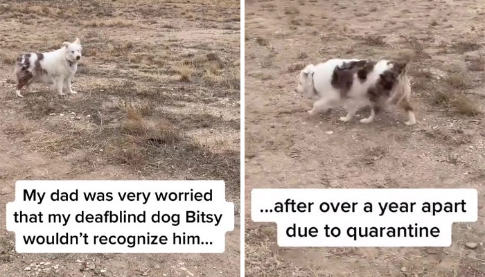 Grandpa’s Worries About Dog Not Recognizing Him After A Year Apart Disappear As Excited Dog Rushes To Him Grandpa’s Worries About Dog Not Recognizing Him After A Year Apart Disappear As Excited Dog Rushes To Him