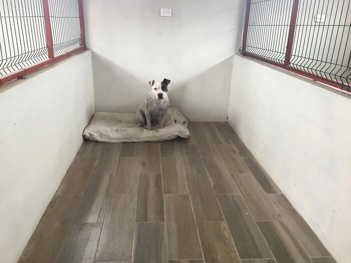 This Dog Was Found Extremely Malnourished, A Few Months Later He’s Unrecognizable As He Recovers And Then Finds A Forever Home - 15