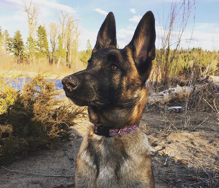 Eva The Dog Heroically Saved Her Owner&rsquo;s Life During Mountain Lion Attack