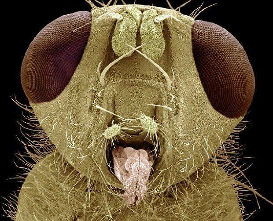 26 Macro Images Invisible To Human Eyes That Will Amaze Them 26 Macro Images Invisible To Human Eyes That Will Amaze Them