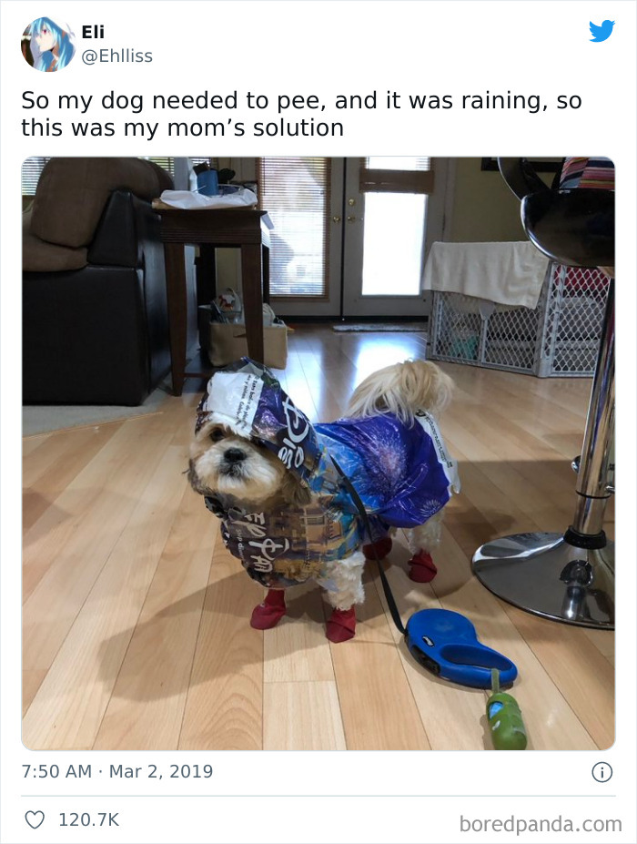 Funny-Cat-Dog-Tweets