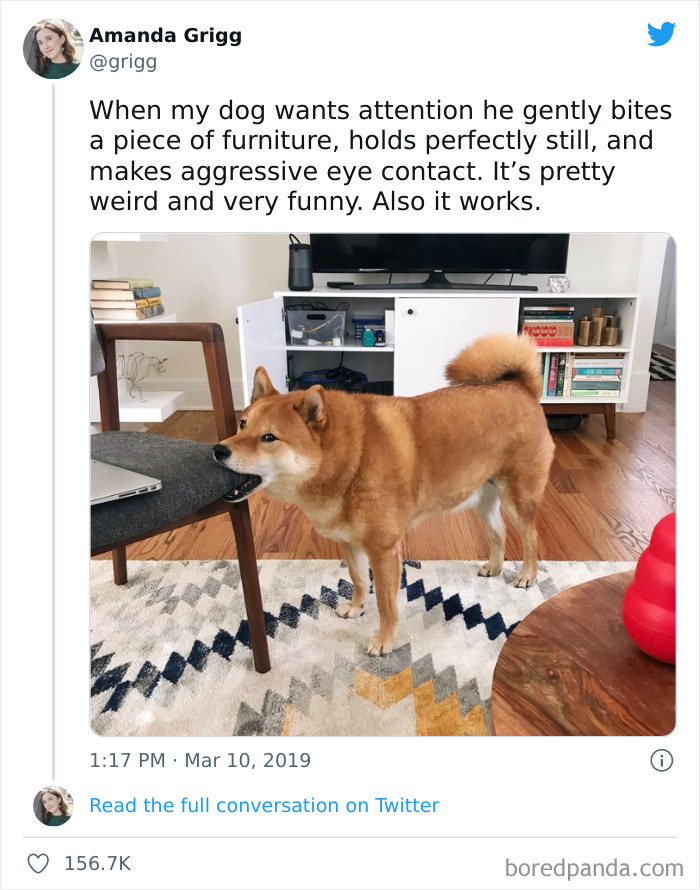 Funny-Cat-Dog-Tweets