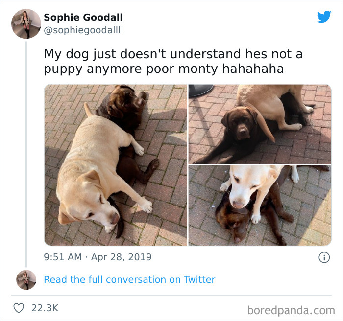 Funny-Cat-Dog-Tweets