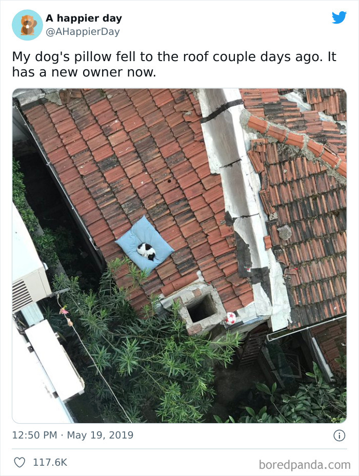 Funny-Cat-Dog-Tweets