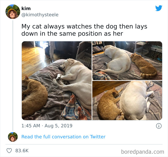 Funny-Cat-Dog-Tweets