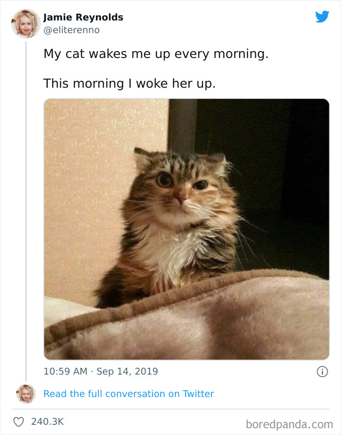 Funny-Cat-Dog-Tweets