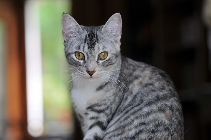 My Sweet-To-No-One-But-Me Fibonacci