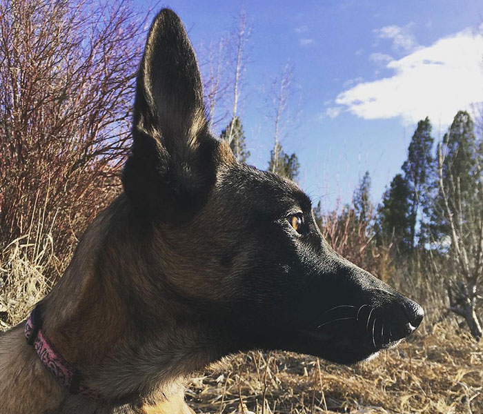 Eva The Dog Heroically Saved Her Owner&rsquo;s Life During Mountain Lion Attack