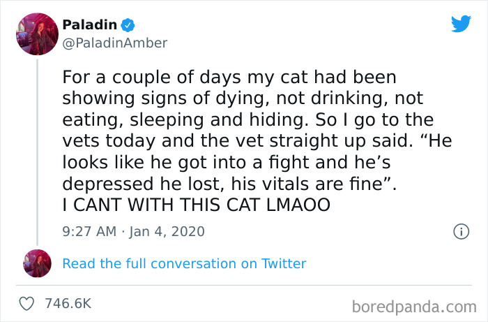 Funny-Cat-Dog-Tweets