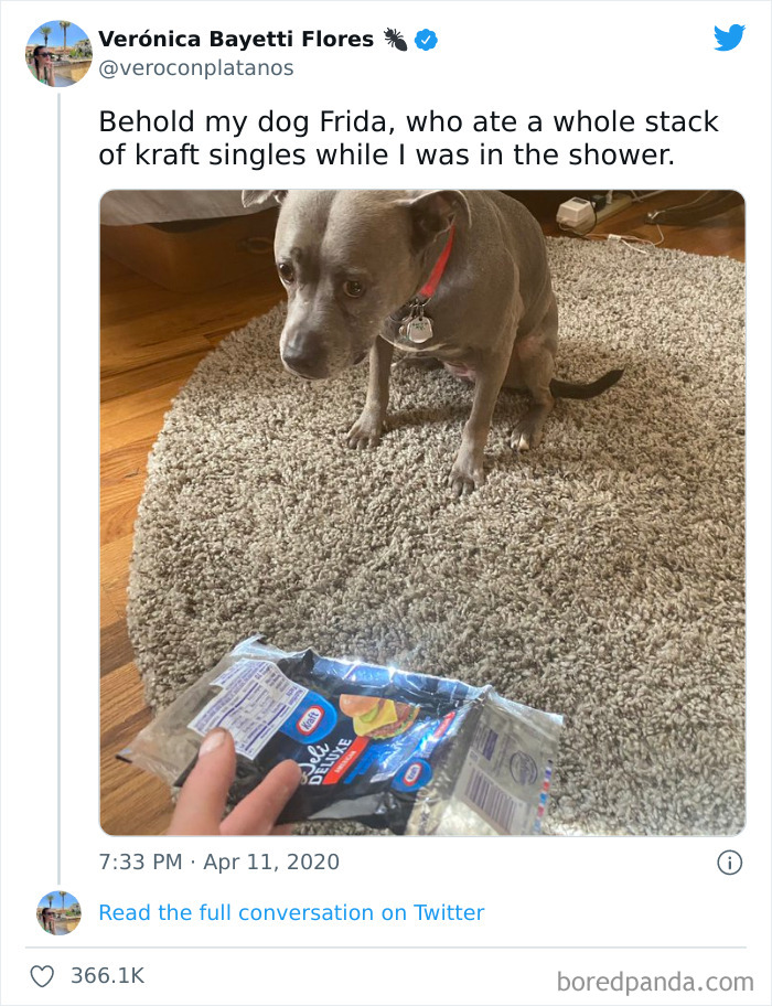 Funny-Cat-Dog-Tweets