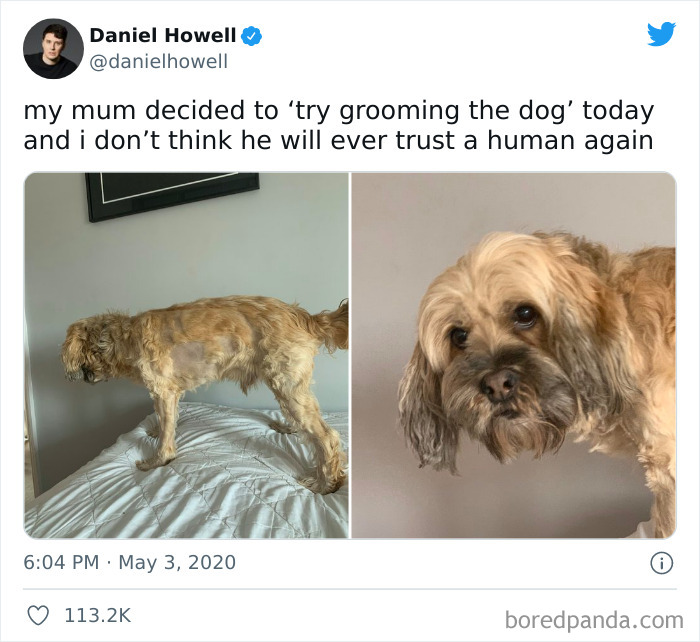 Funny-Cat-Dog-Tweets