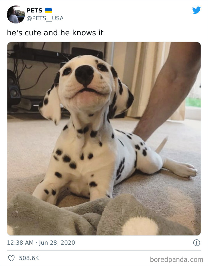 Dalmatian puppy lying on carpet with a happy expression, showcasing why dogs are better than cats in adorable moments.