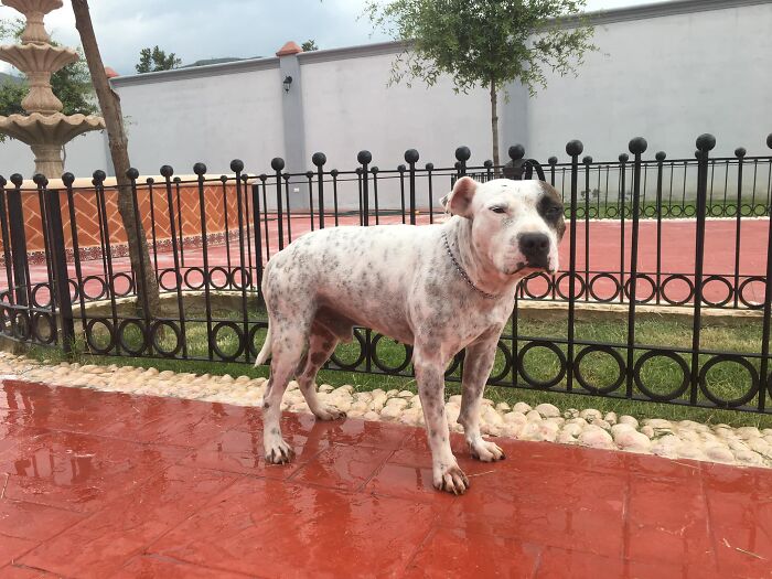 This Dog Was Found Extremely Malnourished, A Few Months Later He’s Unrecognizable As He Recovers And Then Finds A Forever Home - 17