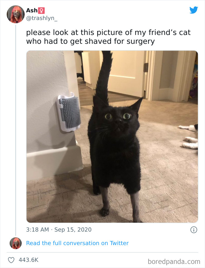 Funny-Cat-Dog-Tweets