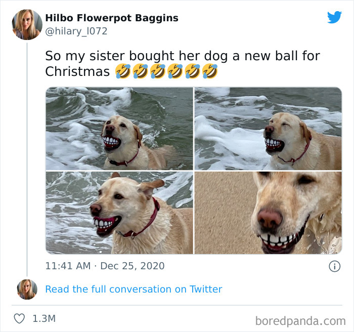 Funny-Cat-Dog-Tweets