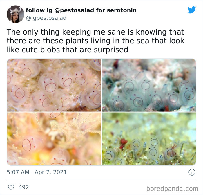 Wholesome-Memes-Funny