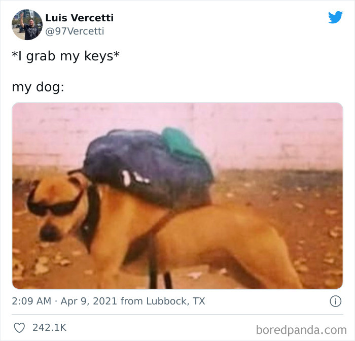 Funny-Cat-Dog-Tweets