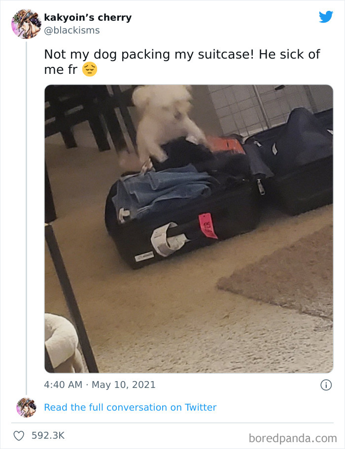 Funny-Cat-Dog-Tweets