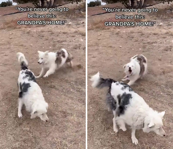 Grandpa’s Worries About Dog Not Recognizing Him After A Year Apart Disappear As Excited Dog Rushes To Him Grandpa’s Worries About Dog Not Recognizing Him After A Year Apart Disappear As Excited Dog Rushes To Him