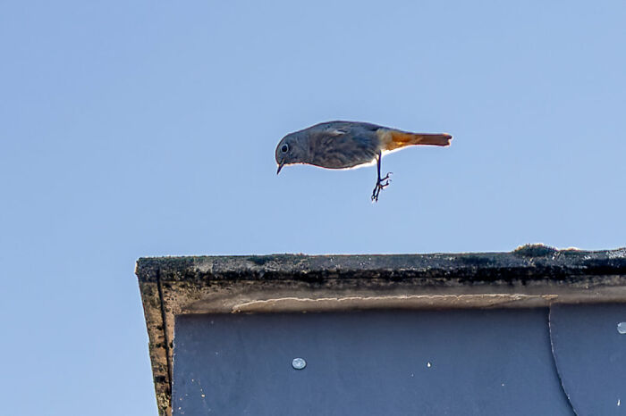 He Has A Tiny Trampoline