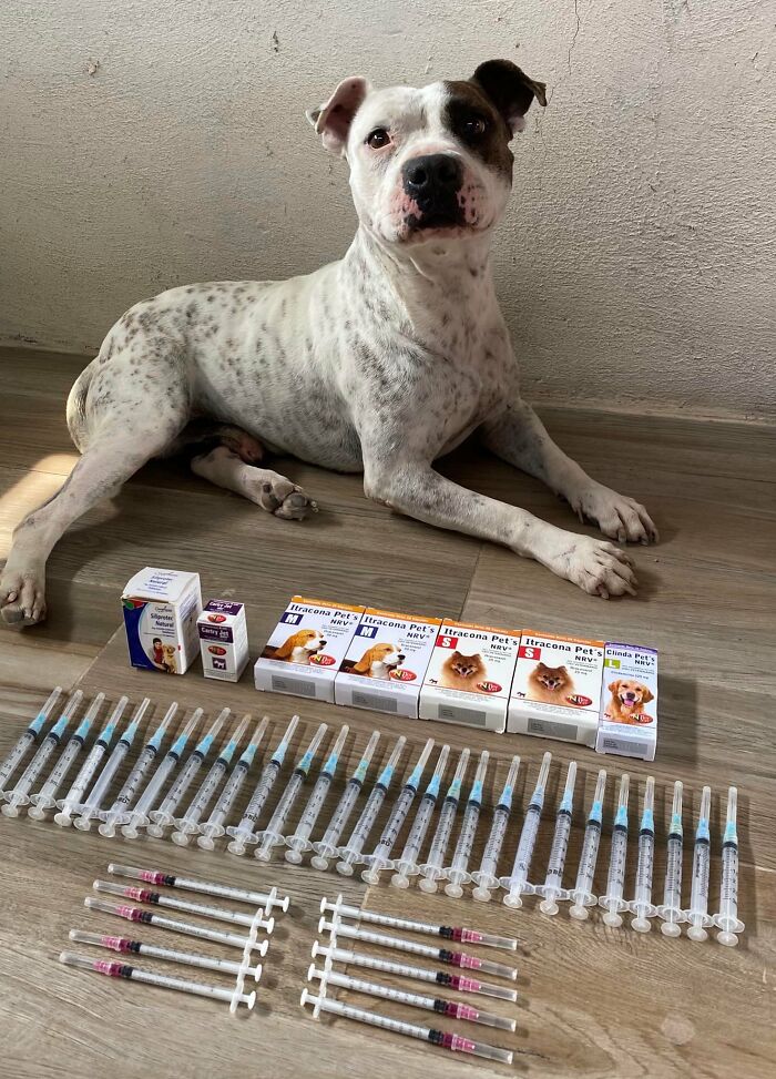 This Dog Was Found Extremely Malnourished, A Few Months Later He’s Unrecognizable As He Recovers And Then Finds A Forever Home - 16