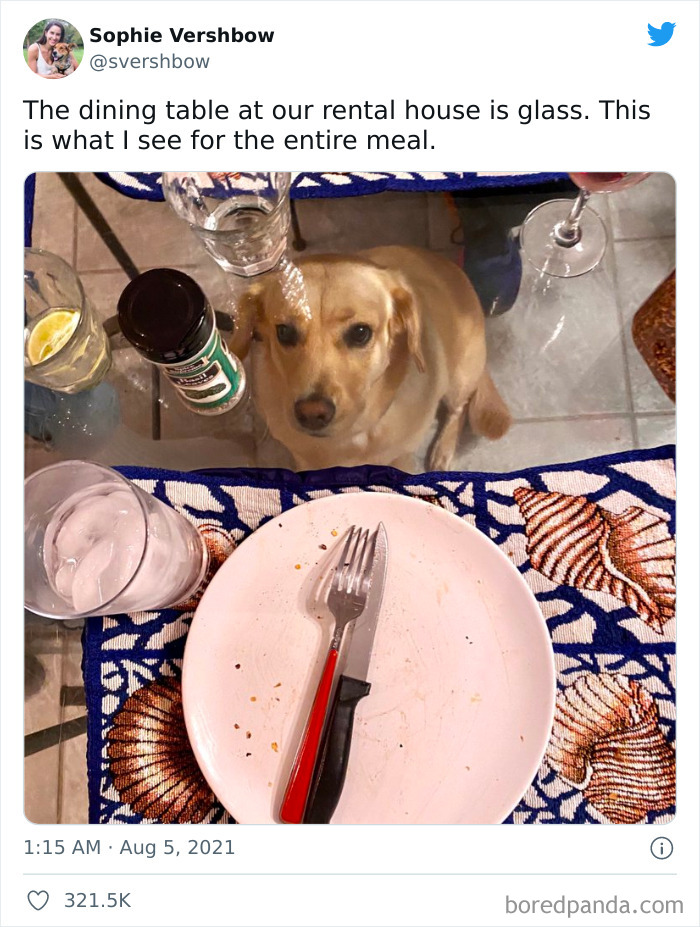 Funny-Cat-Dog-Tweets