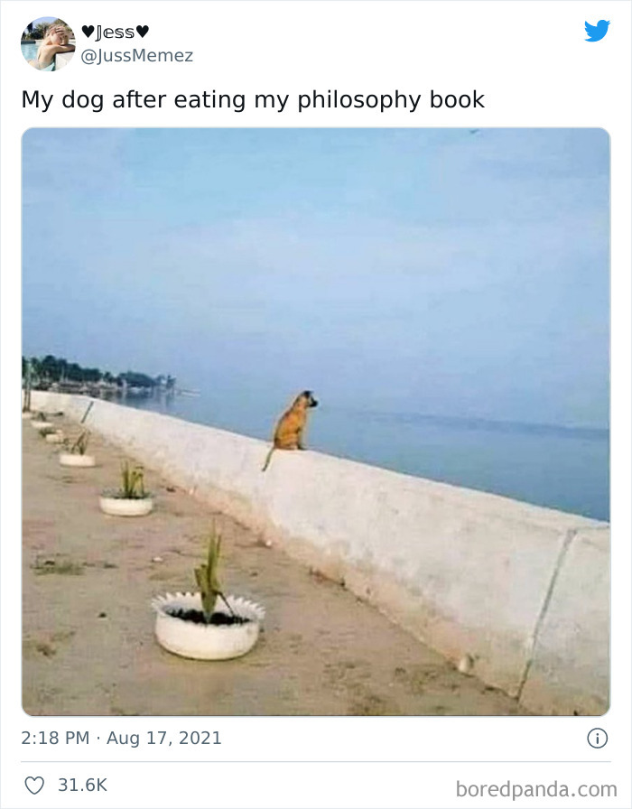 Funny-Cat-Dog-Tweets