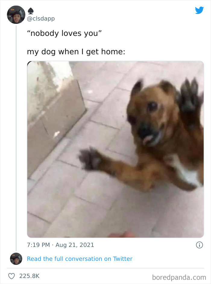 Funny-Cat-Dog-Tweets