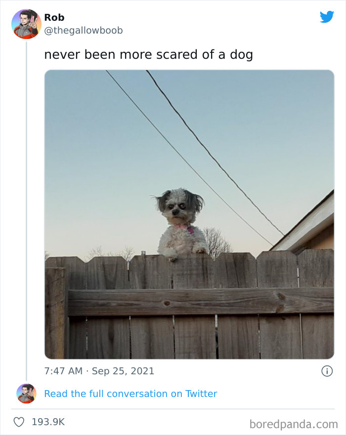 Funny-Cat-Dog-Tweets