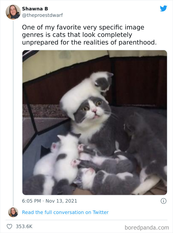 Funny-Cat-Dog-Tweets