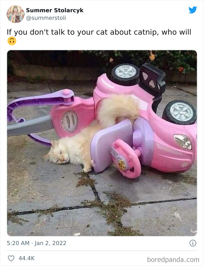 Funny-Cat-Dog-Tweets