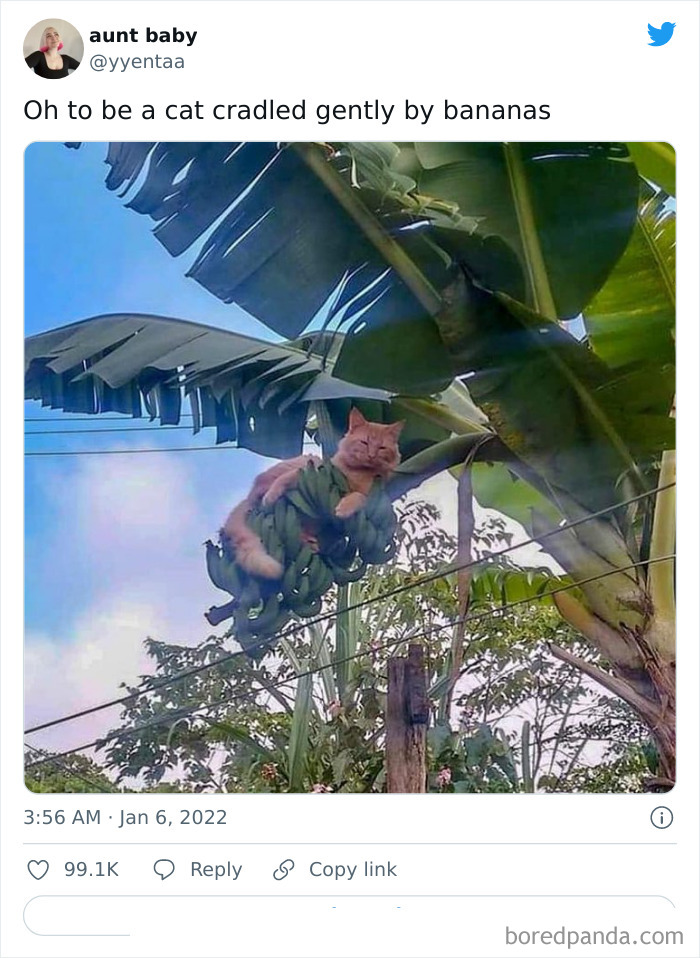 Funny-Cat-Dog-Tweets