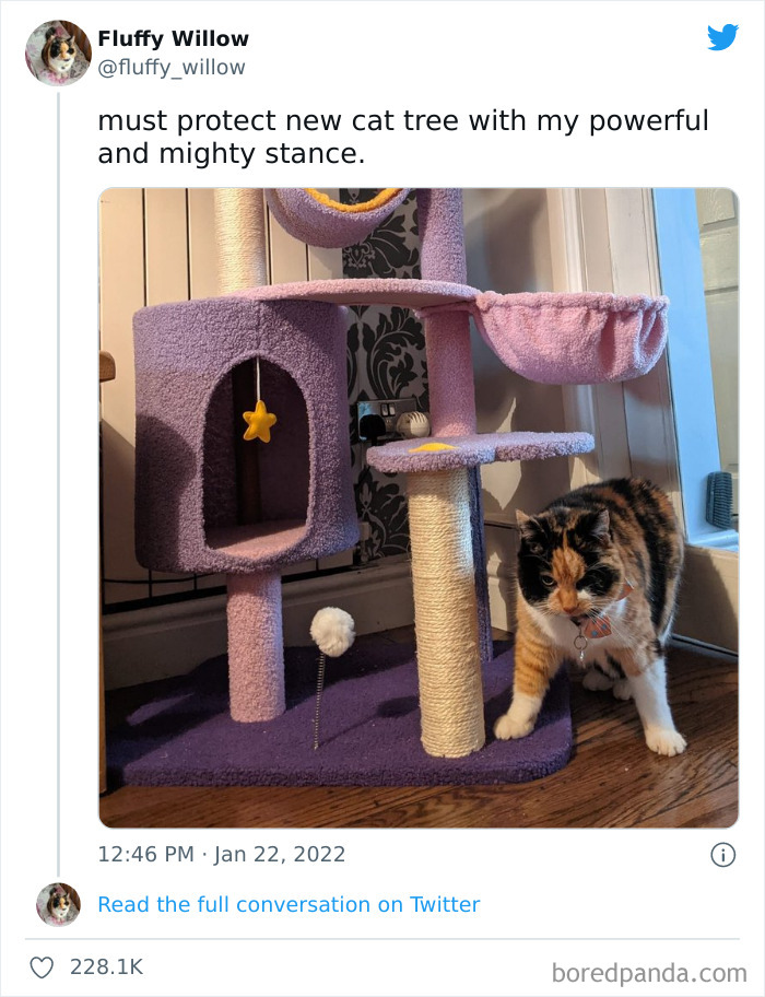 Funny-Cat-Dog-Tweets