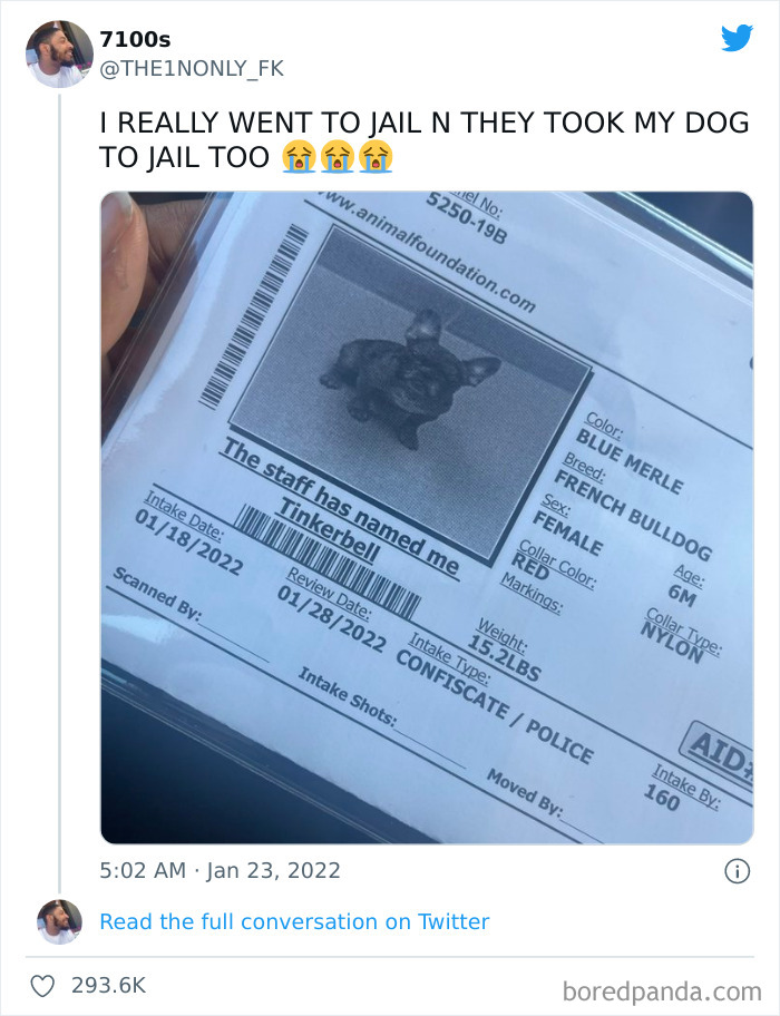 Funny-Cat-Dog-Tweets