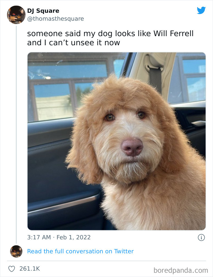 Funny-Cat-Dog-Tweets