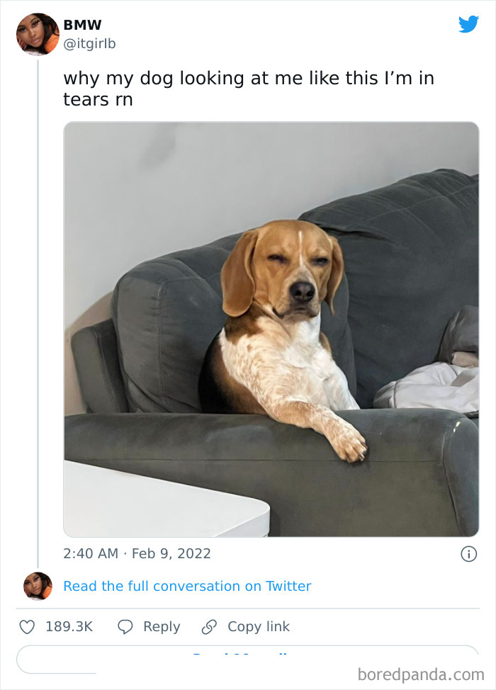 Funny-Cat-Dog-Tweets