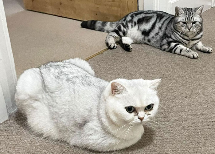 Dad Who Dislikes Cats Became Obsessed With The One His Son Brought Home, Now They&rsquo;re Inseparable