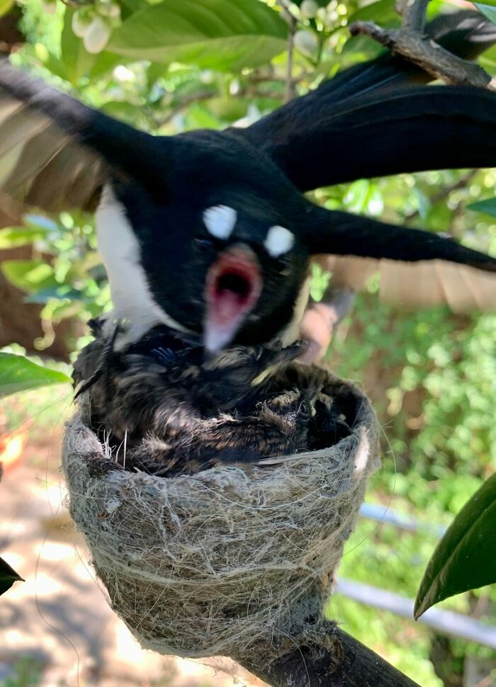 She Loved It When I Was Feeding Her Mealworms, She Did Not Approve Of My Phone