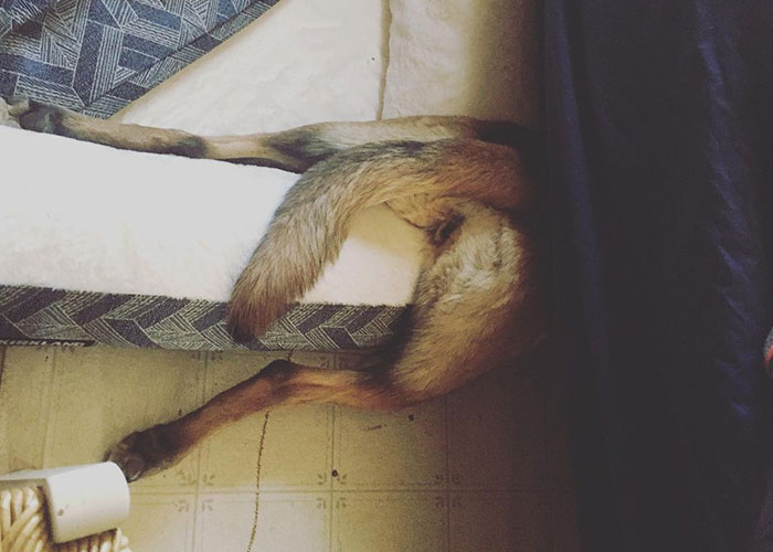 Eva The Dog Heroically Saved Her Owner&rsquo;s Life During Mountain Lion Attack