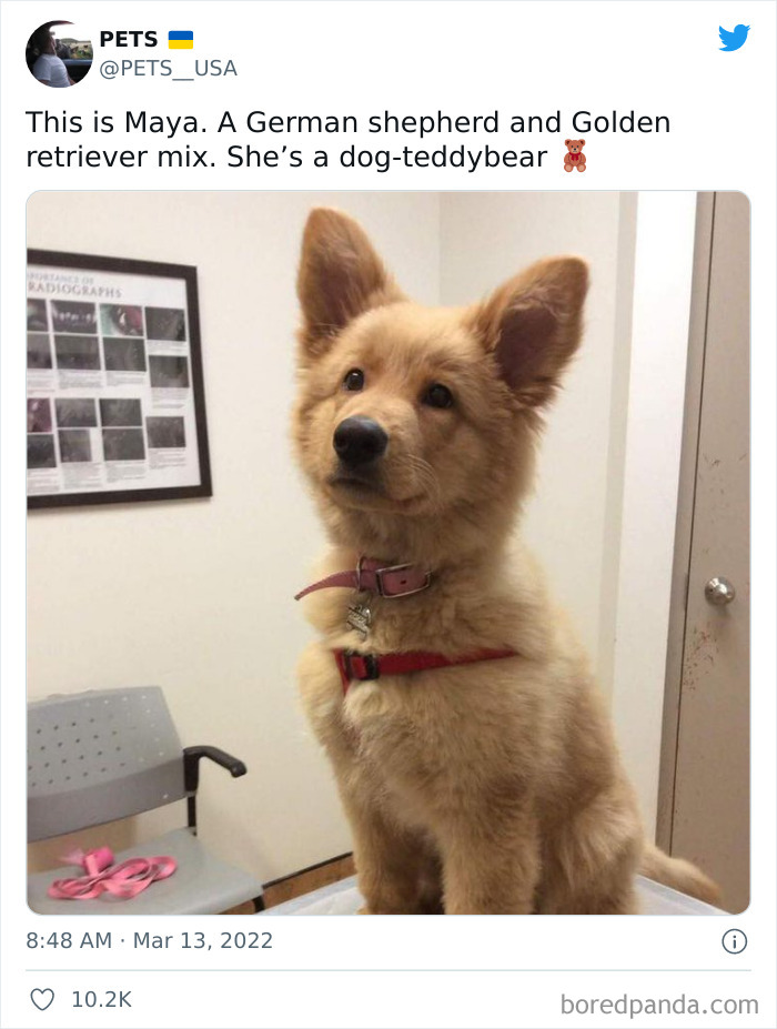 Fluffy German shepherd and Golden retriever mix dog wearing red harness sitting indoors, showing why dogs are better than cats.