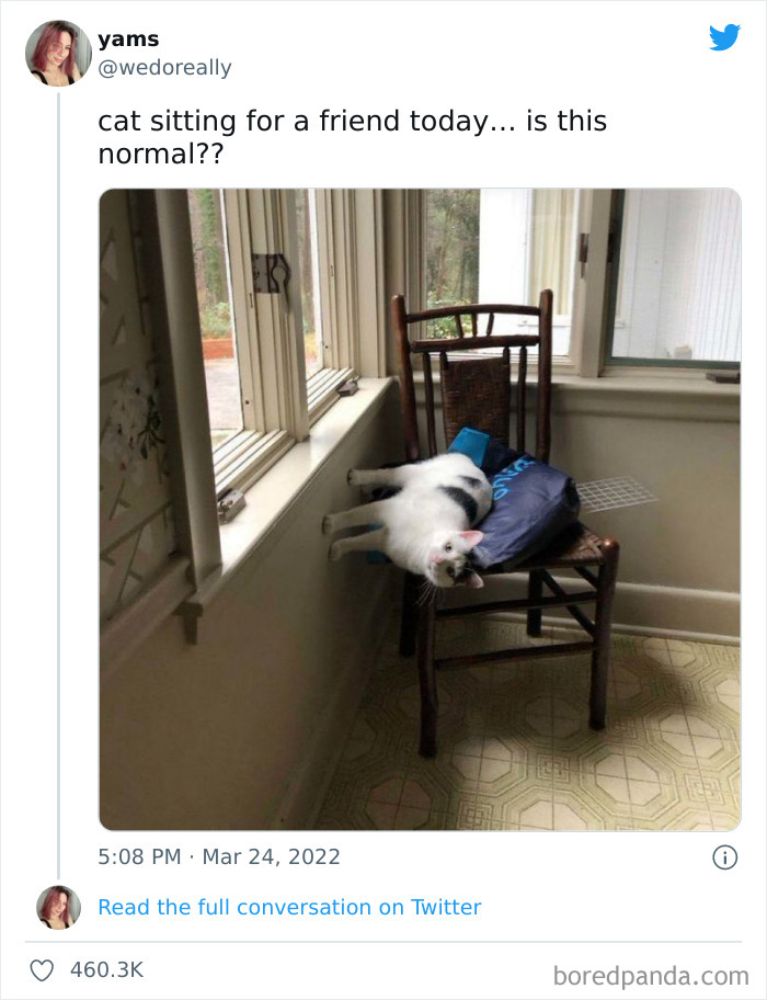 Funny-Cat-Dog-Tweets