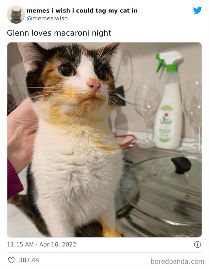 Funny-Cat-Dog-Tweets