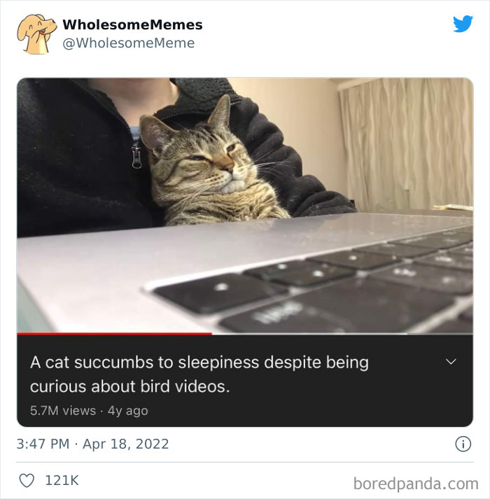 Funny-Cat-Dog-Tweets