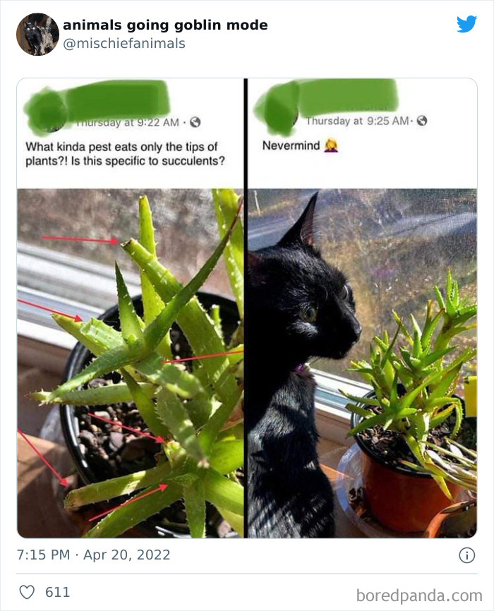Funny-Animals-Pics-Goblin-Mode