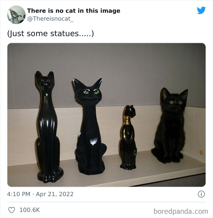 Funny-Cat-Dog-Tweets