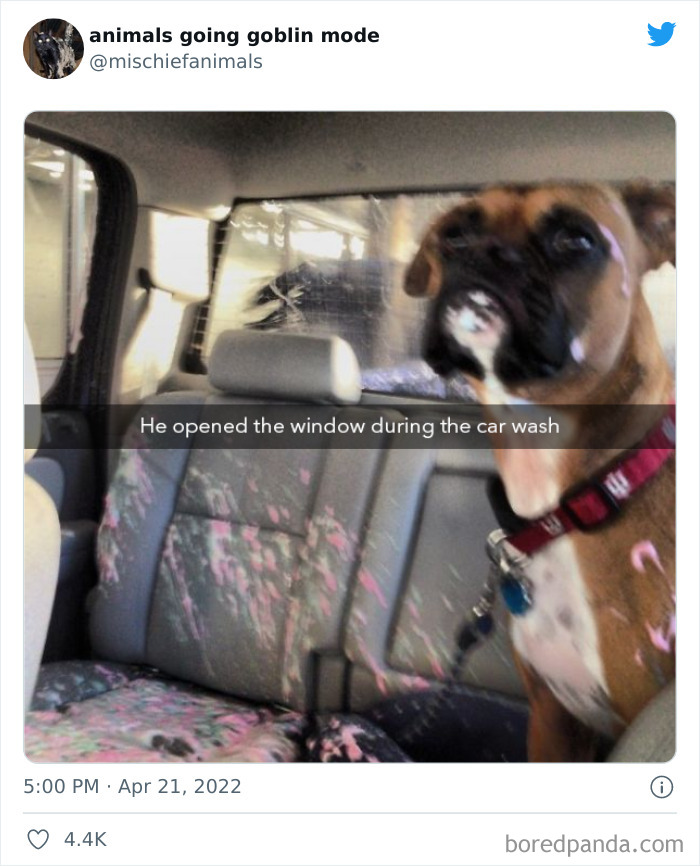 Funny-Animals-Pics-Goblin-Mode