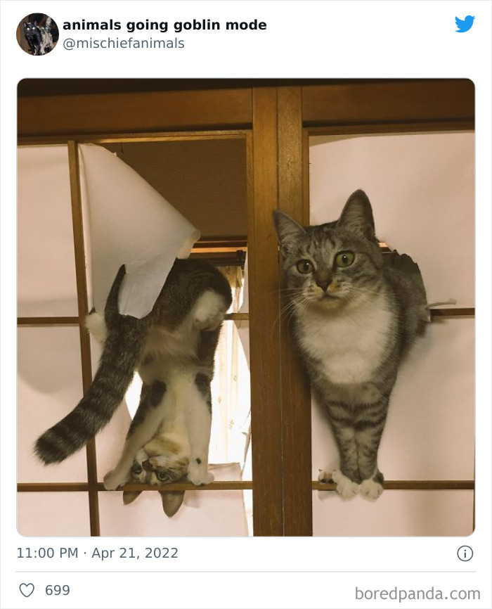 Funny-Animals-Pics-Goblin-Mode