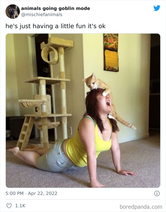 Funny-Animals-Pics-Goblin-Mode