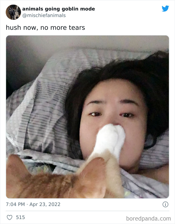 Funny-Animals-Pics-Goblin-Mode